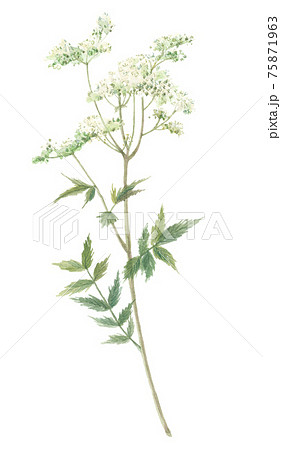 セイヨウナツユキソウ　西洋夏雪草　メドウスイート 75871963