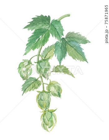 カラハナソウ　唐花草 75871965