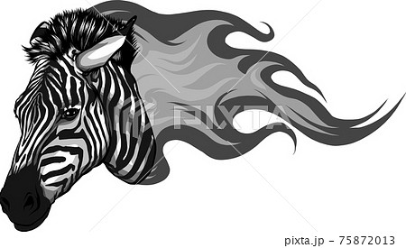 zebra head with flames Vector illustration design zebra head with flames Vector illustration design 75872013