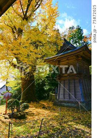松尾寺　鐘楼と大銀杏　舞鶴市 75872025