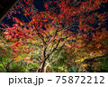 ライトアップされた紅葉 75872212