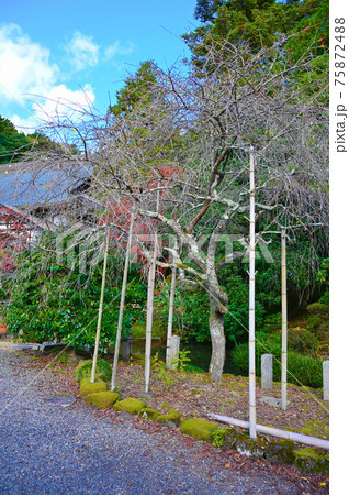 松尾寺 庫裏・方丈 庭 舞鶴市 松尾寺 庫裏・方丈 庭 舞鶴市 75872488