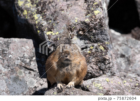 大雪山のエゾナキウサギ 大雪山のエゾナキウサギ 75872604