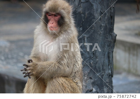 函館市熱帯植物園 手を叩く猿 函館市熱帯植物園 手を叩く猿 75872742