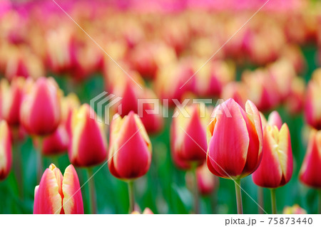 チューリップ畑 75873440