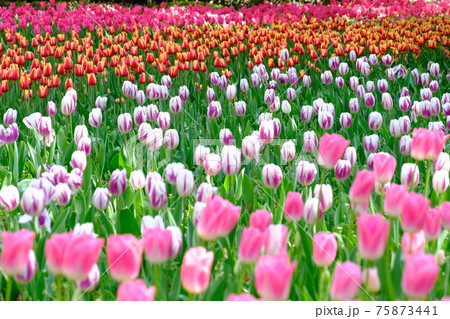 チューリップ畑 チューリップ畑 75873441
