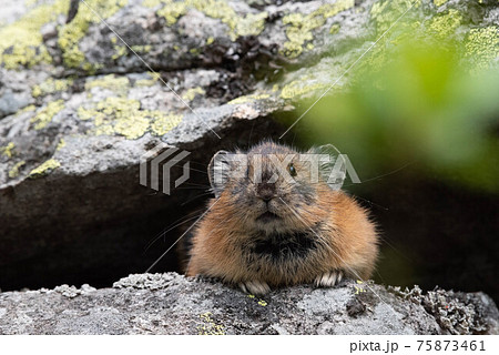 大雪山のエゾナキウサギ 75873461