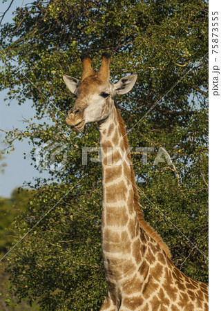 Giraffa, Kruger National Park Giraffa, Kruger National Park 75873555