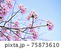 桜　満開　背景素材 75873610
