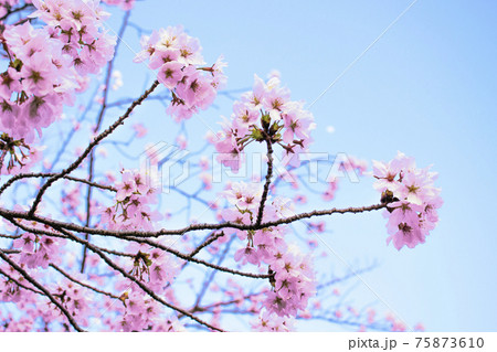 桜　満開　背景素材 75873610