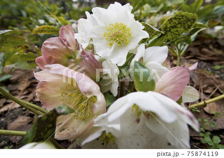 クリスマスローズの花が咲いています。学名はHelleborusです。 クリスマスローズの花が咲いています。学名はHelleborusです。 75874119