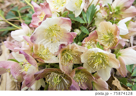 クリスマスローズの花が咲いています。学名はHelleborusです。 クリスマスローズの花が咲いています。学名はHelleborusです。 75874128