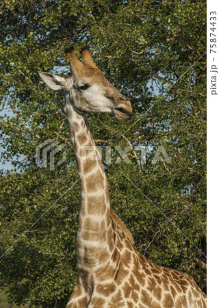 Giraffa, Kruger National Park Giraffa, Kruger National Park 75874433
