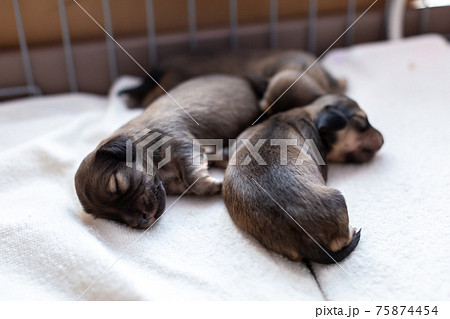 仔犬　カニンヘンダックスフンド 75874454