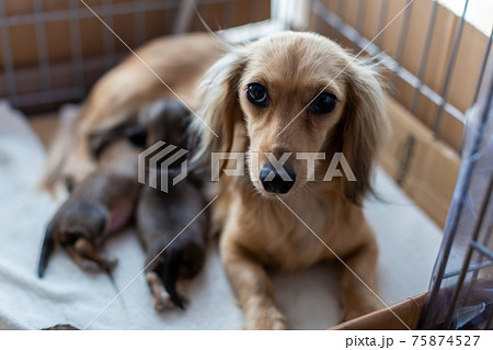 仔犬　母犬　カニンヘンダックスフンド 75874527