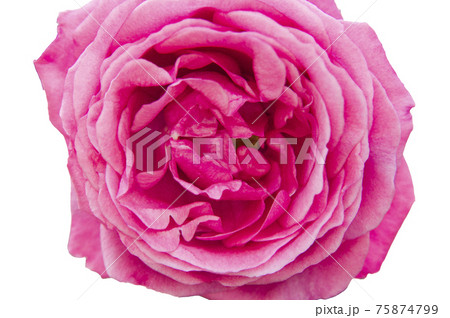 ピンク色の薔薇の花が白色の背景の前にあります。 ピンク色の薔薇の花が白色の背景の前にあります。 75874799
