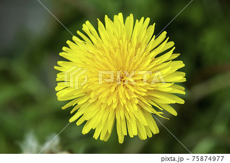 黄色くて丸いタンポポのクローズアップ 75874977