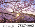桜　満開　夕日　夕焼け　背景素材 75874992