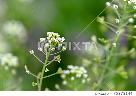 ぺんぺん草の写真素材 [75875144] - PIXTA