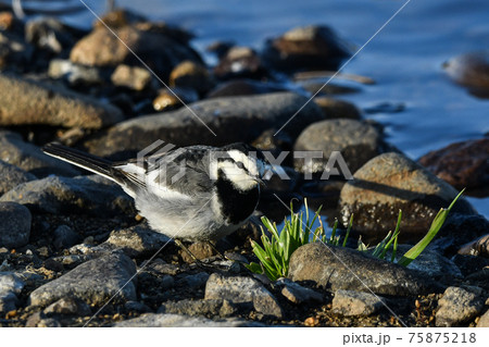ハクセキレイ 75875218