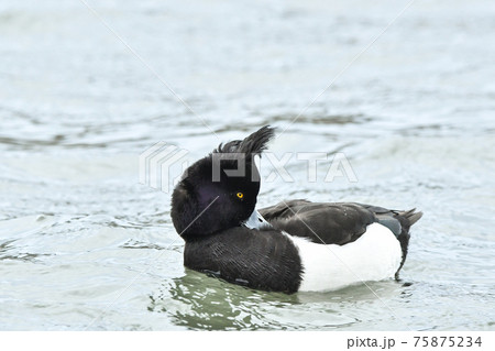 キンクロハジロ 75875234