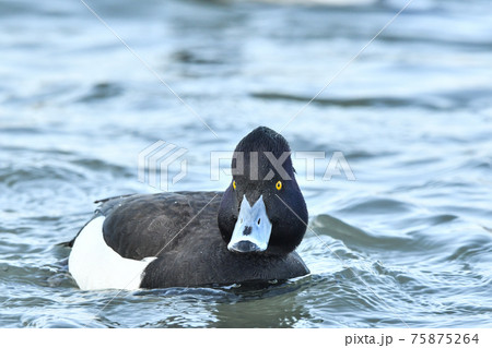 キンクロハジロ 75875264