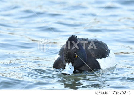 キンクロハジロ 75875265