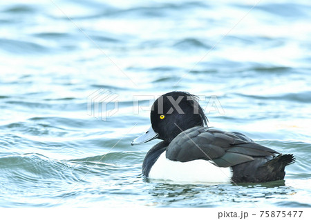 キンクロハジロ 75875477