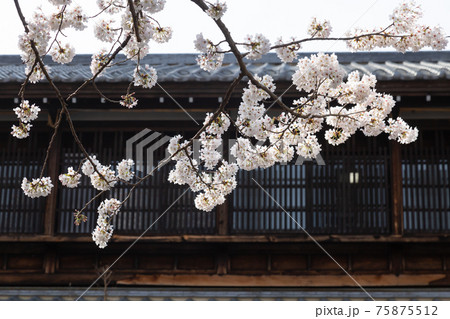 枝に開花したソメイヨシの桜の花と古民家 75875512