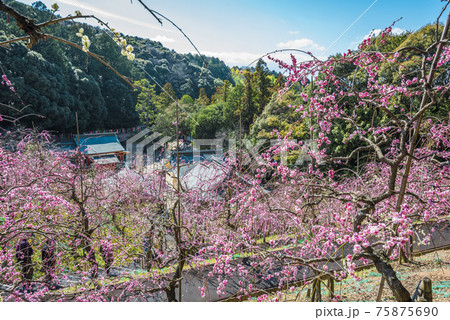 愛知県 犬山市 大縣神社梅園 愛知県 犬山市 大縣神社梅園 75875690