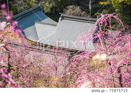 愛知県 犬山市 大縣神社梅園 愛知県 犬山市 大縣神社梅園 75875715
