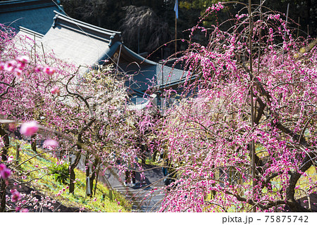 愛知県　犬山市　大縣神社梅園 75875742