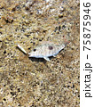 ルアーで魚釣り 75875946