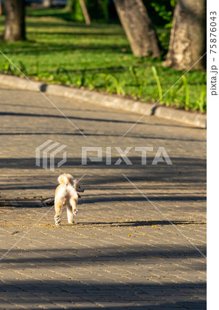 Vertical photo of little poodle dog playing in the park 75876043