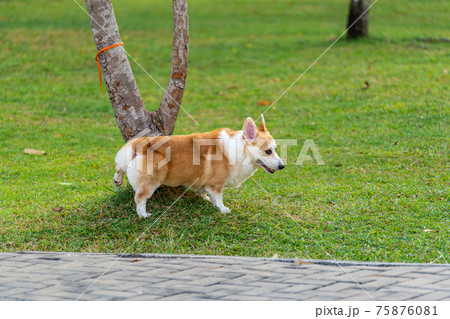 Chubby Pembroke Welsh Corgi peeing on tree stump at the park 75876081