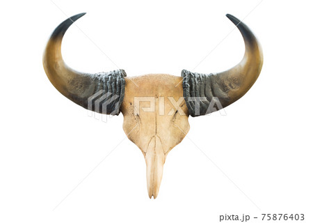Gaur skull 75876403