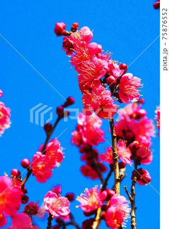 紅梅と青空の風景（東京都足立区の都立舎人公園にて） 75876552