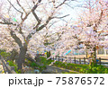 満開の桜並木 満開の桜並木 75876572