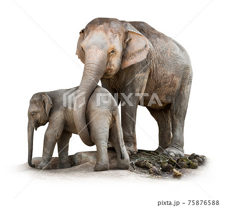 Elephant family isolated 75876588