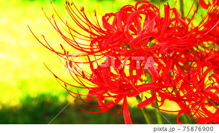 曼珠沙華(ヒガンバナ)の花のある風景 曼珠沙華(ヒガンバナ)の花のある風景 75876900