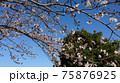 とある公園に咲いた桜2021-03-24-5 75876925