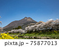 大分県湯布院　満開の桜と由布岳＃17 75877013