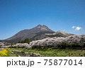 大分県湯布院　満開の桜と由布岳＃18 75877014