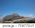 大分県湯布院　満開の桜と由布岳＃19 75877015
