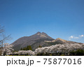 大分県湯布院　満開の桜と由布岳＃20 75877016