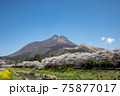 大分県湯布院　満開の桜と由布岳＃21 75877017