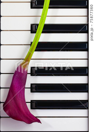 Dark violet calla on the piano keys. Dark violet calla on the piano keys. 75877360