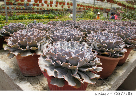 Selected focused on a group of small and beautiful cactus planted in small pots. The cactus will be used as indoor decoration. Displayed for sale to the customer. Selected focused on a group of small and beautiful cactus planted in small pots. The cactus will be used as indoor decoration. Displayed for sale to the customer. 75877588