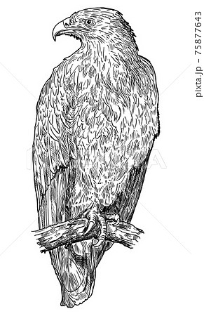 Pencil drawing coat of arms bird eagles sw Drawing watercolor  illustration animal bird Stock Photo Picture And Rights Managed Image  Pic MB03834455  agefotostock