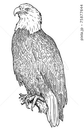 draw an eagle bird step 6  Clipart Panda  Free Clipart Images